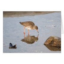Common Redshank in winter card