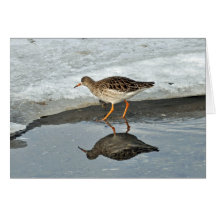 Common Redshank in winter card
