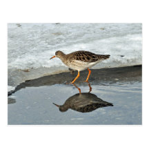 Common Redshank in winter Postcard