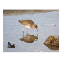 Common Redshanks in winter Postcard