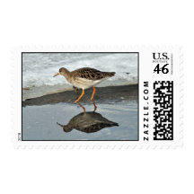Common Redshanks in winter Stamp