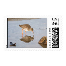 Common Redshanks in winter Stamps