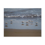 Common Sandpiper (Actitis hypoleucos) Postcards