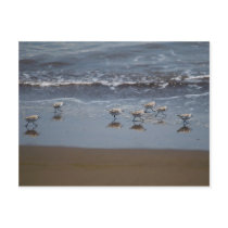 Common Sandpiper (Actitis hypoleucos) Postcards