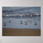 Common Sandpiper (Actitis hypoleucos) Posters
