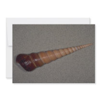 Common screw shell (Turritella terebra) Shell Personalized Announcements