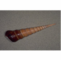 Common screw shell (Turritella terebra) Shell Cut Out