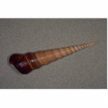 Common screw shell (Turritella terebra) Shell Cut Out