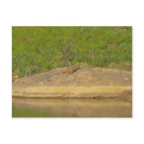 Common Snapping Turtle Post Cards