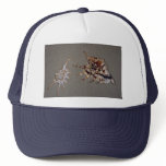 Common spider and scorpion conches Shell hats