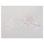 Common spider and scorpion conches Shell Customized Letterhead