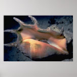 Common spider conch (Lambis lambis) Shell posters