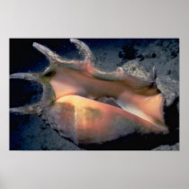 Common spider conch (Lambis lambis) Shell Poster