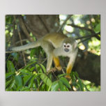 Common Squirrel Monkey, (Saimiri sciureus), Rio