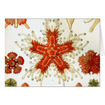 Common Starfish Drawings Card
