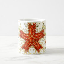Common Starfish Drawings Coffee Mug