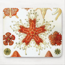 Common Starfish Drawings Mouse Pads