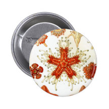 Common Starfish Drawings Pinback Buttons