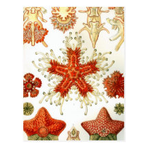 Common Starfish Drawings Postcard