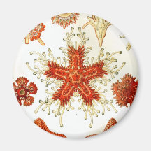 Common Starfish Drawings Refrigerator Magnet