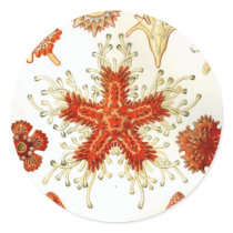 Common Starfish Drawings Round Sticker