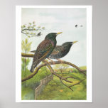 Common Starling Print