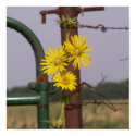 Common Sunflowers at the gate posters by SafireLady Common Sunflowers at the gate posters