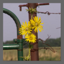 Common Sunflowers at the gate posters
