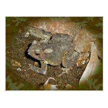 Common Toad Coordinating Items Postcard