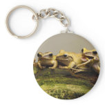 Common Tree Frog Polypedates Leucomystax Key Chain