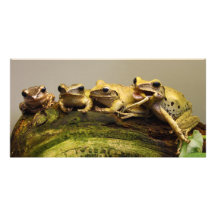 Common Tree Frog Polypedates Leucomystax Custom Photo Card
