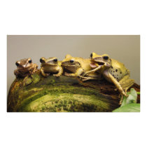 Common Tree Frog Polypedates Leucomystax Photo Art