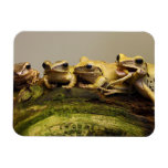 Common Tree Frog Polypedates Leucomystax Magnets
