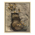 COMMON WASPS - Insect Book Illustration posters by ZephyrusBooks COMMON WASPS - Insect Book Illustration posters