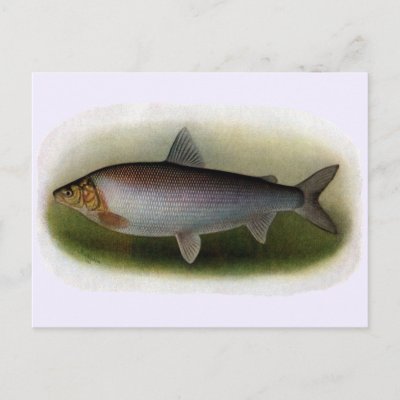 Common Whitefish