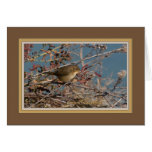 Common_yellowthroat_1370 Greeting Card