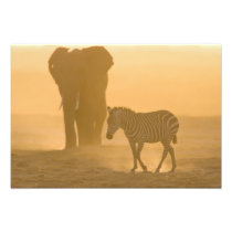 Common Zebra, Equus burchelli, and Elephant,