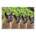 'Como se llama?' posters by Pro_Artz 'Como se llama?' posters