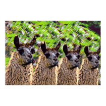 'Como se llama?' posters