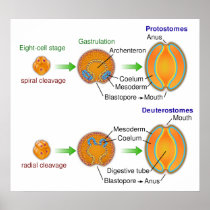 Comparison Chart of Protostomes & Deuterostomes Print