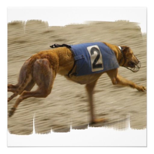 Competir con la invitación del perro del galgo