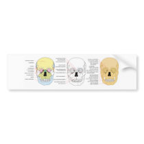 Complete Diagram of the Front of the Human Skull Bumper Stickers