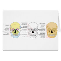 Complete Diagram of the Front of the Human Skull Cards
