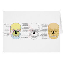 Complete Diagram of the Front of the Human Skull Cards