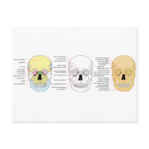 Complete Diagram of the Front of the Human Skull Post Cards