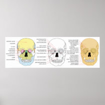 Complete Diagram of the Front of the Human Skull Print