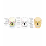 Complete Diagram of the Front of the Human Skull T-shirt