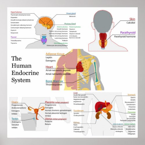 Complete Diagram of the Human Endocrine System print