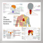 Complete Diagram of the Human Endocrine System Poster