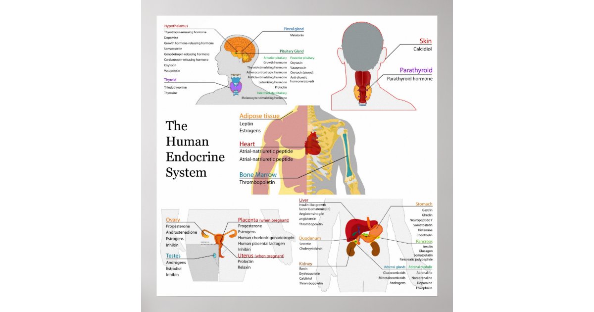 complete diagram of the human endocrine system poster zazzle office party invites